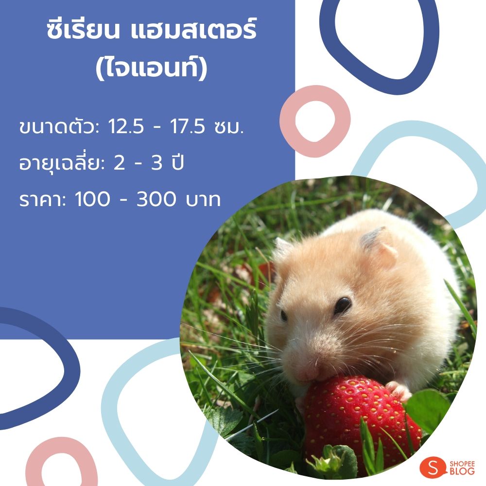 ซีเรียน แฮมสเตอร์ หรือหนูไจแอนท์