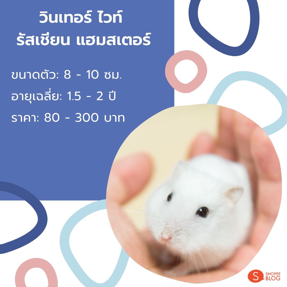 วินเทอร์ ไวท์ รัสเชียน แฮมสเตอร์