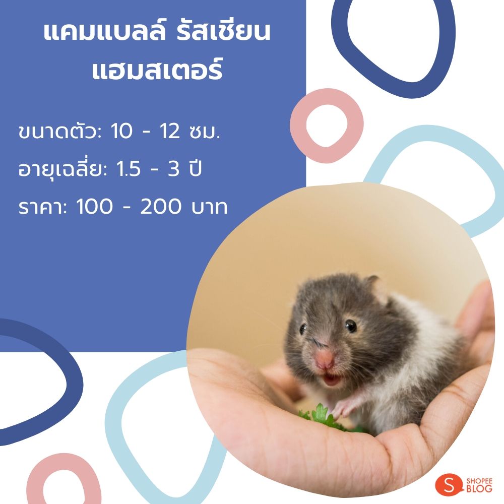 แคมแบลล์ รัสเชียน แฮมสเตอร์