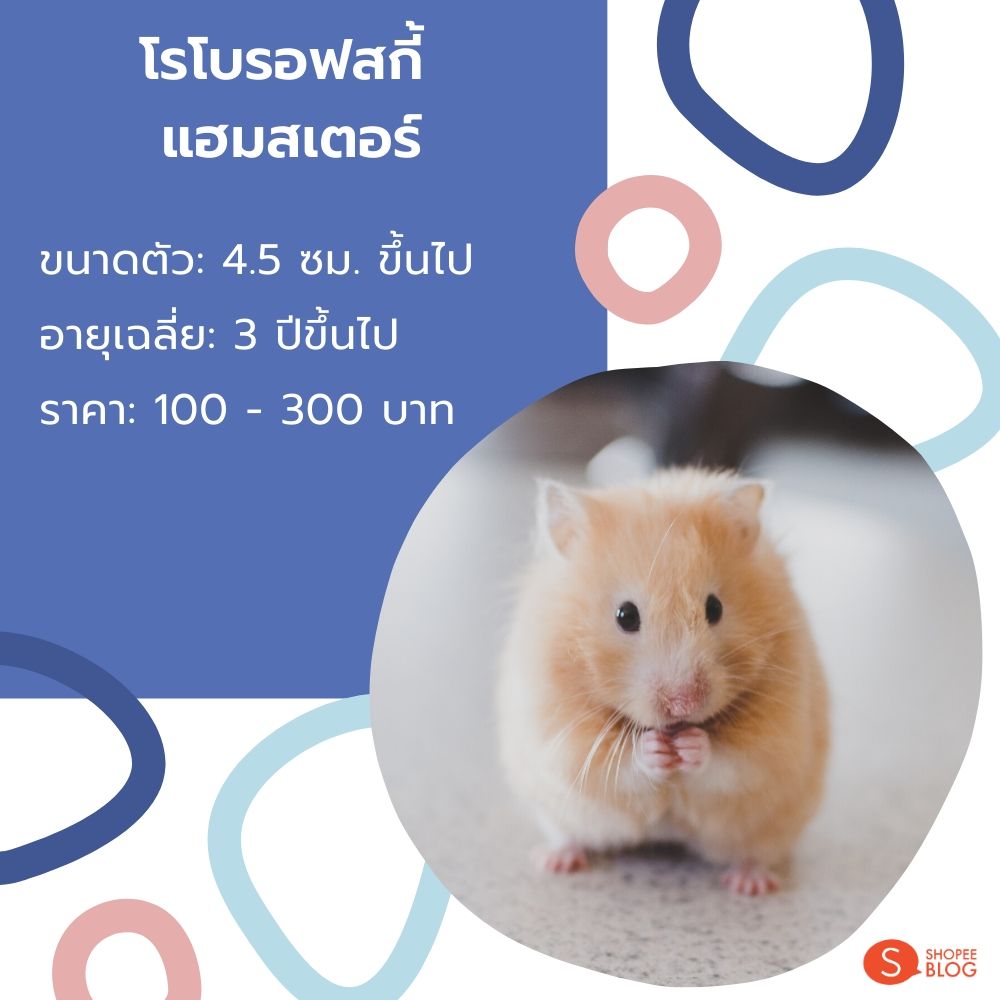 โรโบรอฟสกี้ แฮมสเตอร์