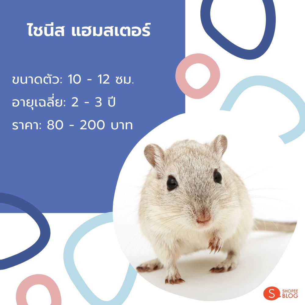 ไชนีส แฮมสเตอร์