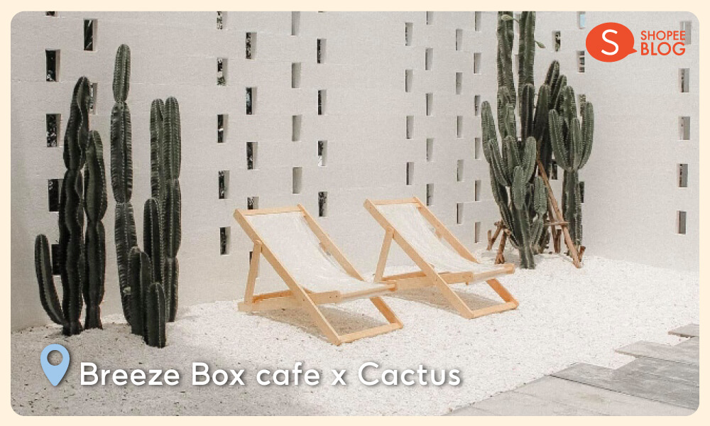 Breeze Box cafe x Cactus