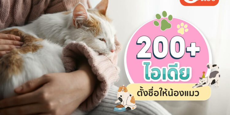 Cats Archives - Page 2 Of 2 - Shopee Blog | Shopee Thailand  เนื้อหาสาระไลฟ์สไตล์ครบครัน พร้อมเสิร์ฟให้คุณได้ทุกวัน