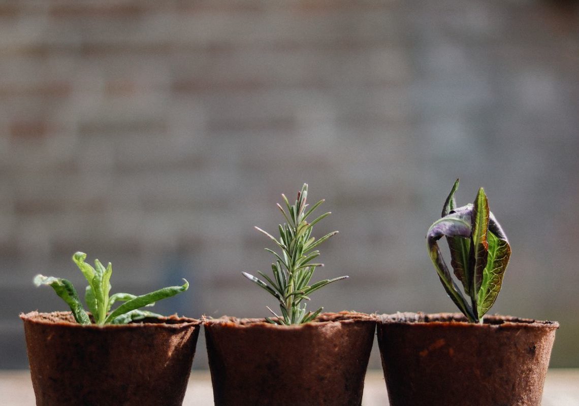 pot vegetable planting ปลูกผักในกระถาง