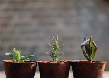 pot vegetable planting ปลูกผักในกระถาง