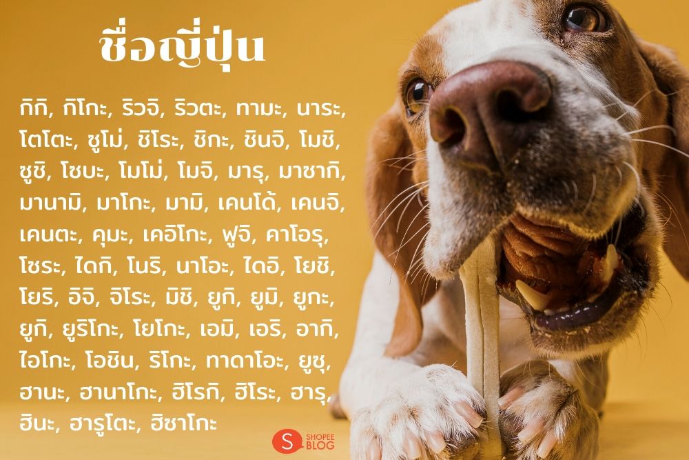 ตั้งชื่อหมาภาษาญี่ปุ่น