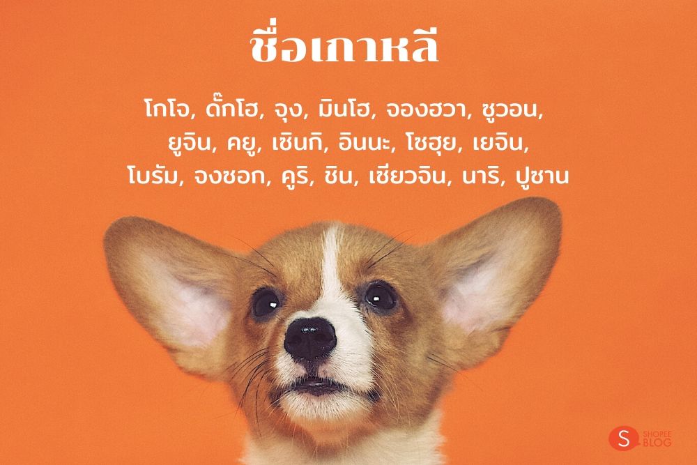 ตั้งชื่อหมาภาษาเกาหลี