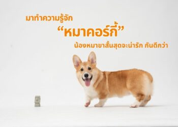 หมาคอร์กี้ Corgi หมาขาสั้น หมาตูดดุ๊กดิ๊ก