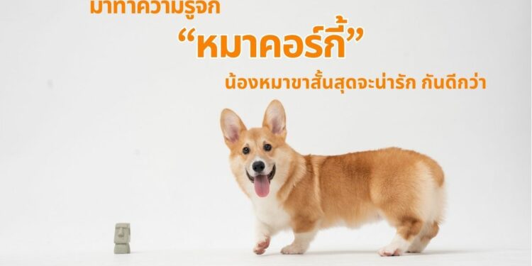 หมาคอร์กี้ Corgi หมาขาสั้น หมาตูดดุ๊กดิ๊ก