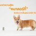 หมาคอร์กี้ Corgi หมาขาสั้น หมาตูดดุ๊กดิ๊ก