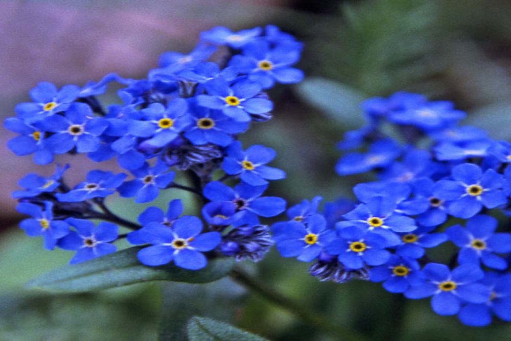 Alpine Forget-Me-Not