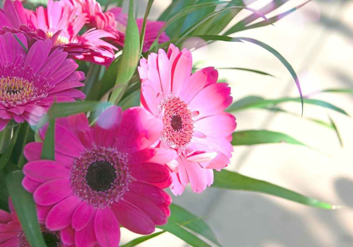 รวมไม้ดอกในร่มปลูกง่าย ดูแลไม่ยาก เพิ่มกลิ่นหอมฟุ้งให้ทั่วบ้าน