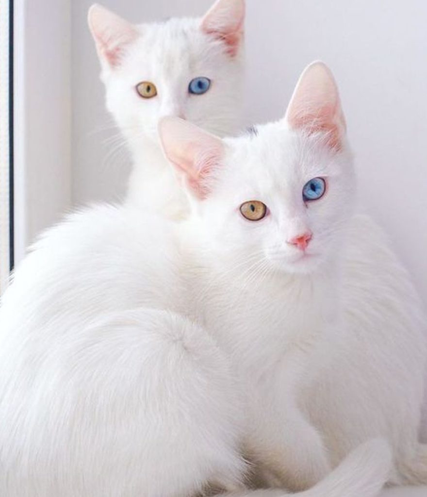 แมวขาวมณี