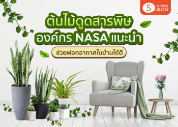 Shopee blog ต้นไม้ดูดสารพิษ