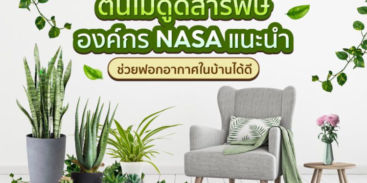 Shopee blog ต้นไม้ดูดสารพิษ