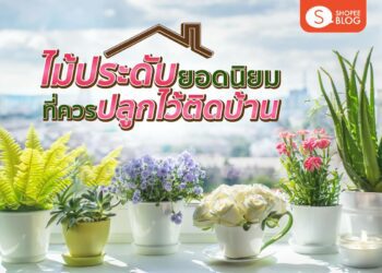 Shopee blog ไม้ประดับยอดนิยม