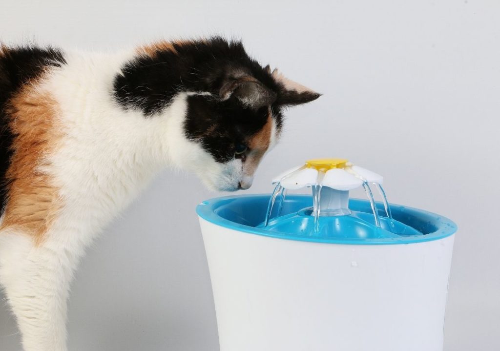 แมวกำลังกินน้ำจากน้ำพุแมว