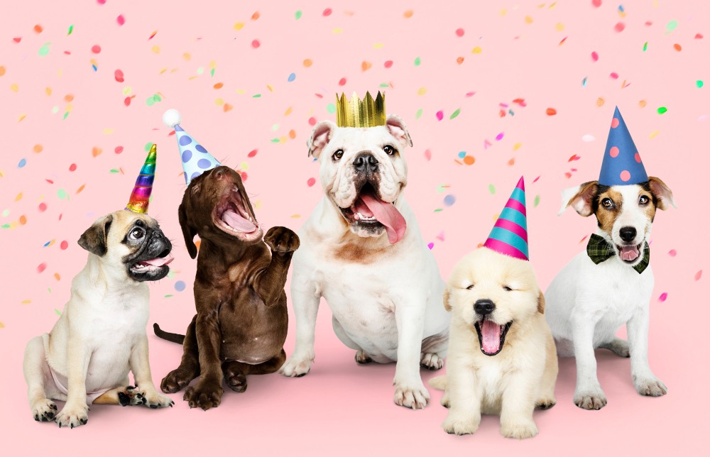 สุนัขหลายตัว ใส่หมวกปาร์ตี้วันเกิด