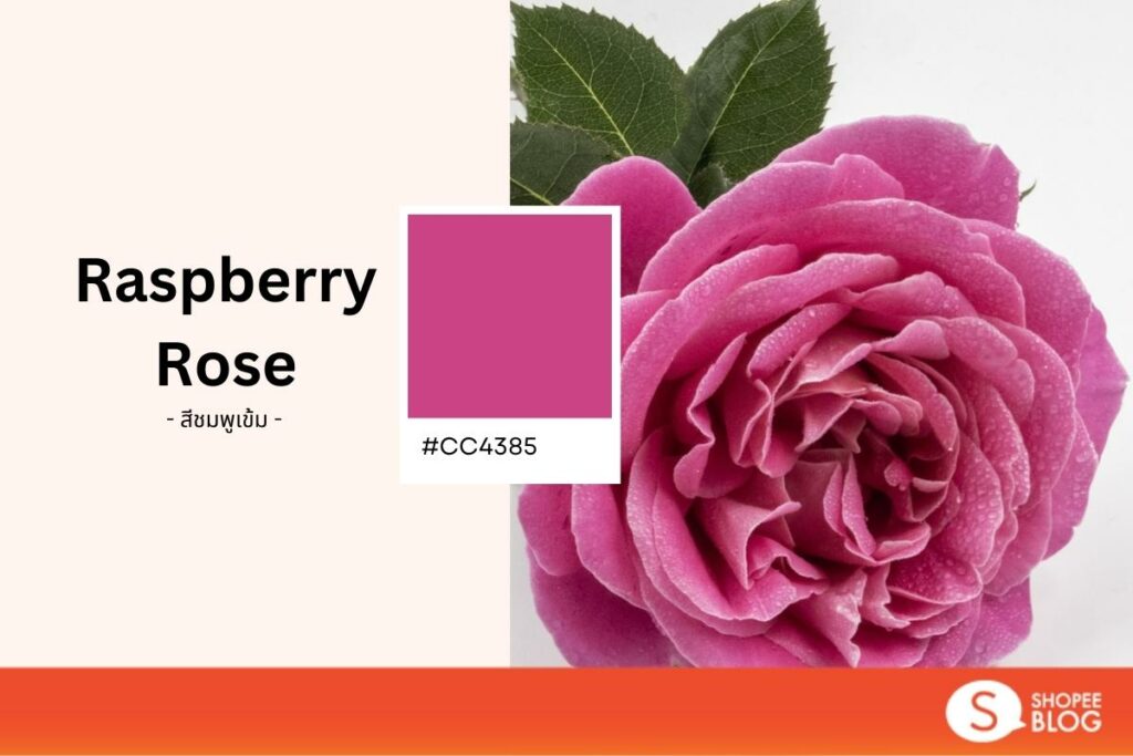 สี Raspberry Rose