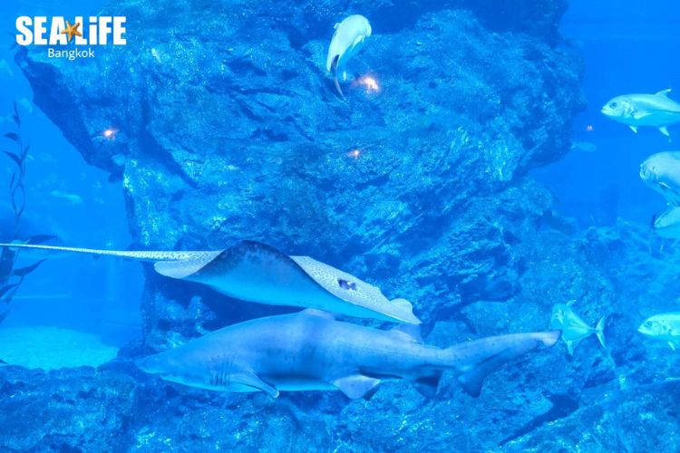 กิจกรรม กรุงเทพ น่าทำ Sea Life Bangkok Ocean World Aquarium