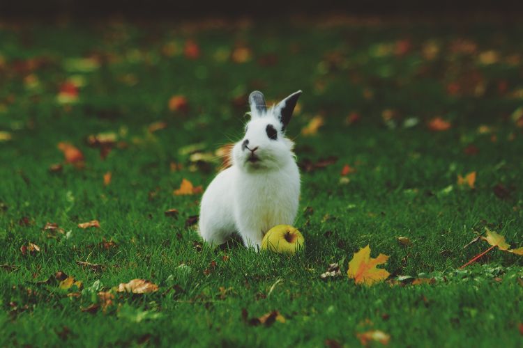 กระต่ายพันธุ๋เร็กซ์
