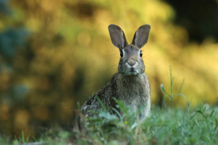 Shopee Blog กระต่าย เนเธอร์แลนด์ ดวอร์ฟ Netherland Dwarf Rabbit
