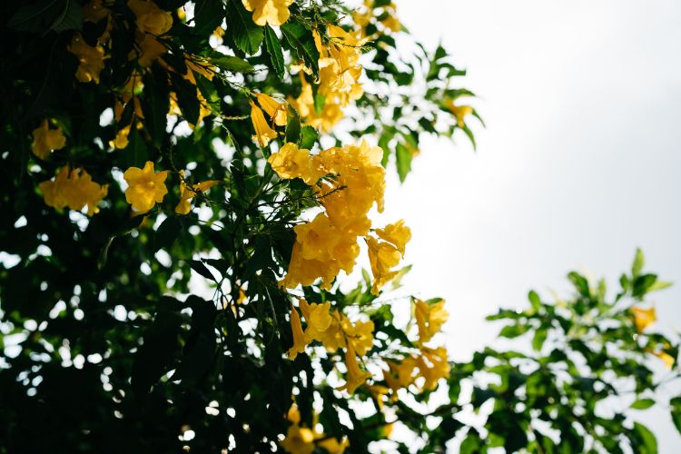 ต้นไม้ ดอกไม้ สีเหลือง ทองอุไร