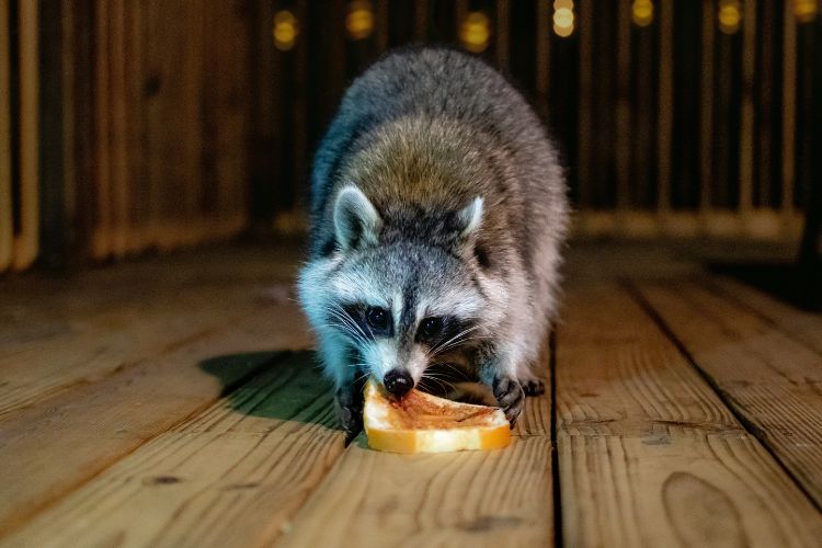 Shopee Blog สัตว์เลี้ยง Exotic Raccoon แรคคูน