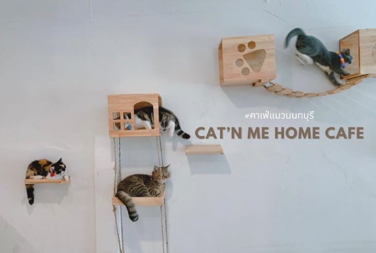 Shopee Blog คาเฟ่สายสีชมพู Catn Me Home Cafe