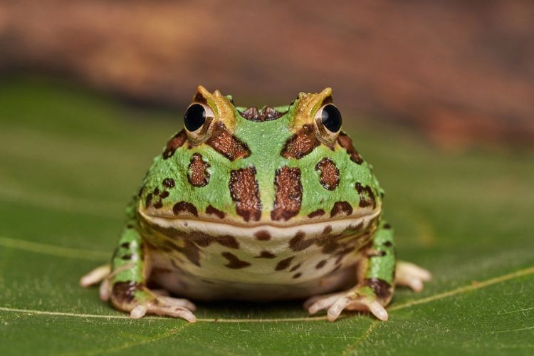  กบเลี้ยงสวยงาม ฮอร์นฟร็อก Horned frog