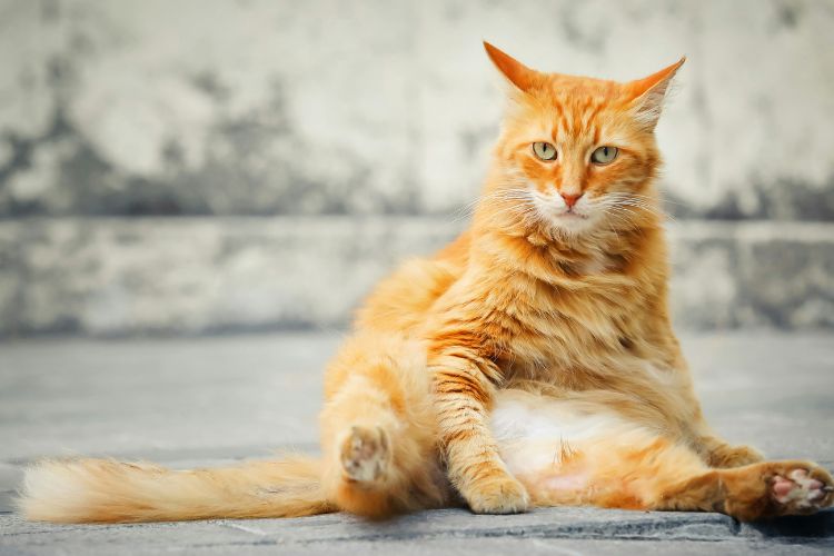 ลดน้ำหนักแมว แมวอ้วน แมวน้ำหนักเกินเกณฑ์