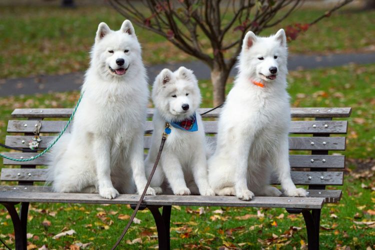 Shopee Blog Samoyed ซามอยด์ นิสัย ไลฟ์สไตล์