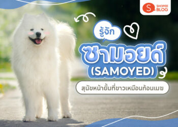 หมาพันธุ์ซามอยด์