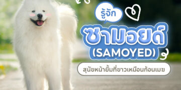 หมาพันธุ์ซามอยด์