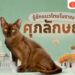 Shopee Blog แมวศุกลักษณ์