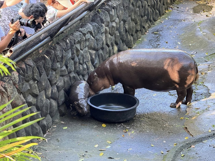 ฮิปโปโปเตมัส น้องหมูเด้ง และแม่โจน่า